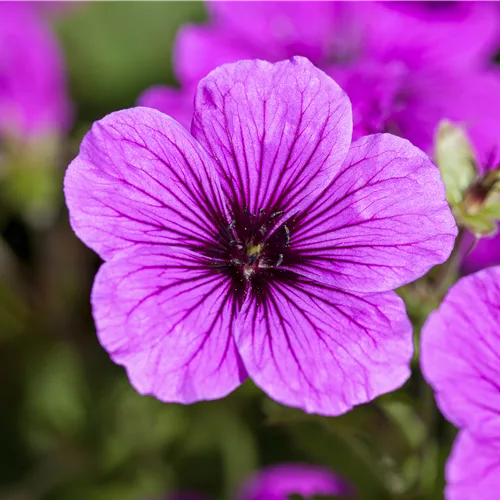 Geranium sanguineum