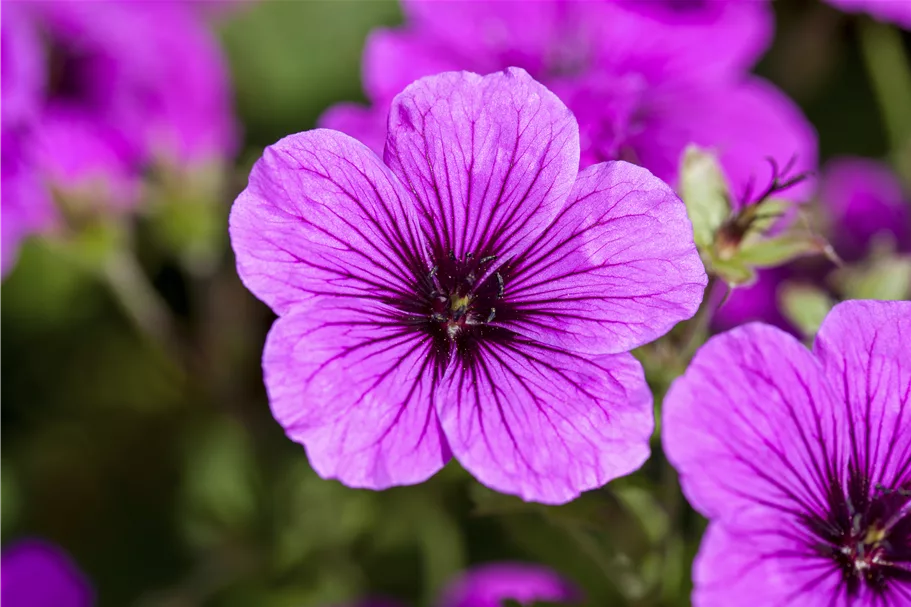 Geranium sanguineum