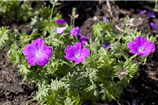 Geranium sanguineum