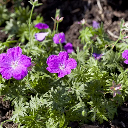 Geranium sanguineum 'Ankum´s Pride'