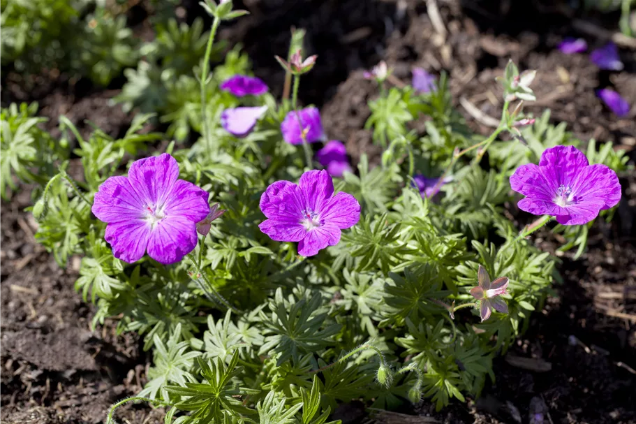 Geranium sanguineum