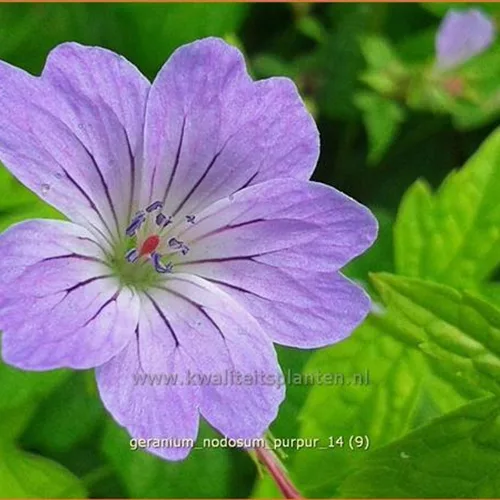 Geranium nodosum 'Purpur'