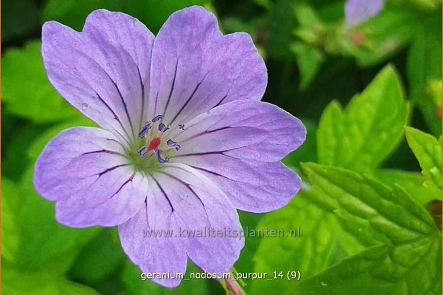 Geranium nodosum 'Purpur'