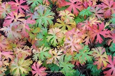 Geranium pratense 'Spinners'