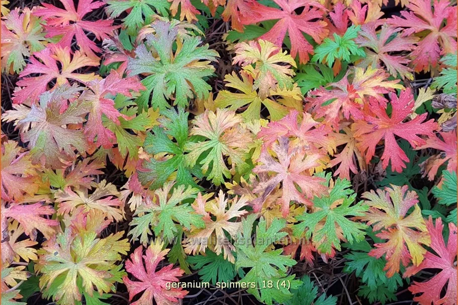 Geranium pratense 'Spinners'