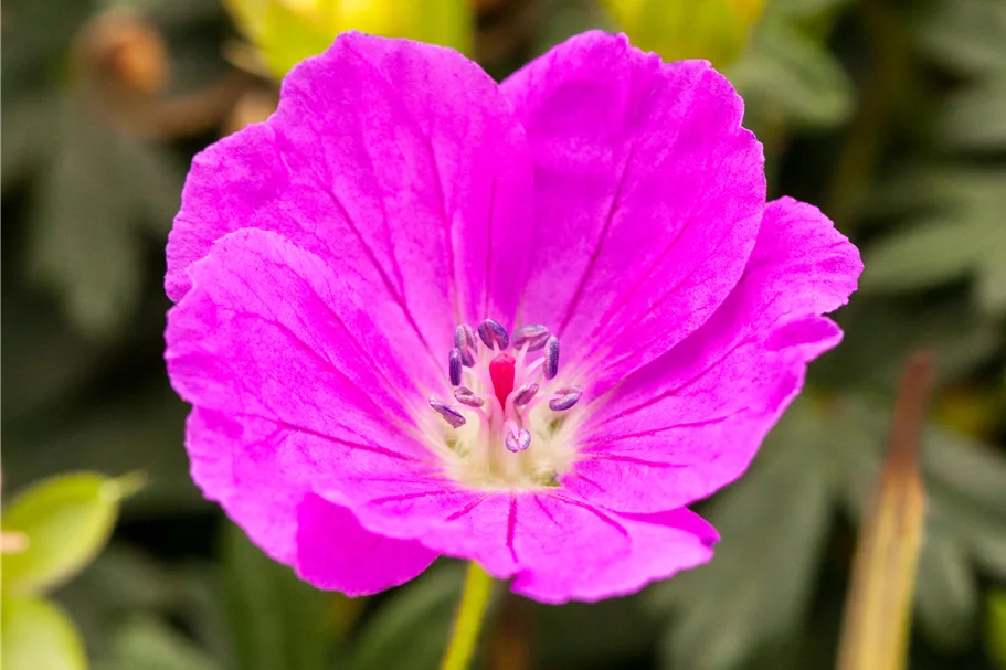 Geranium sanguineum