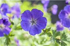 Geranium pratense 'Spinners'