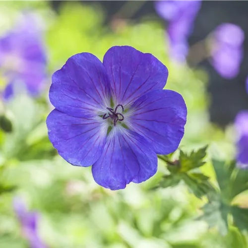 Geranium pratense 'Spinners'