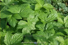 Geranium nodosum 'Purpur'
