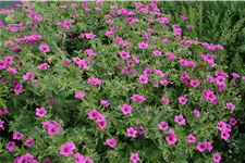 Geranium sanguineum