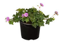 Geranium sanguineum