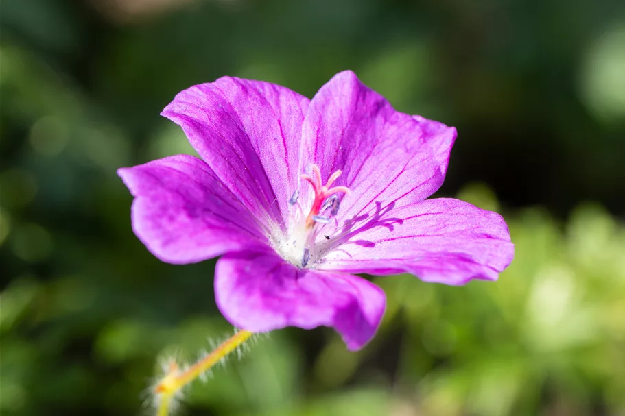 Geranium sanguineum