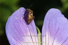 Geranium wallichianum 'Sweet Heidy'®