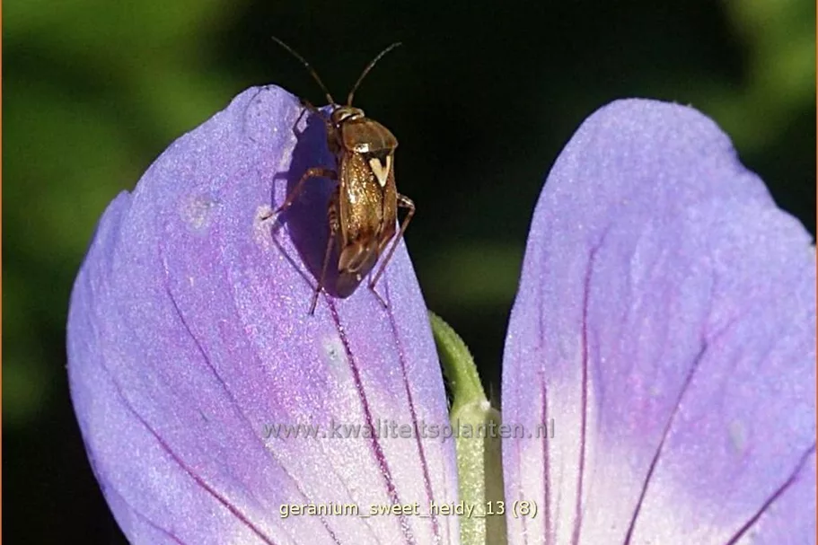 Geranium wallichianum 'Sweet Heidy'®