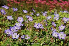 Geranium wallichianum 'Sweet Heidy'®