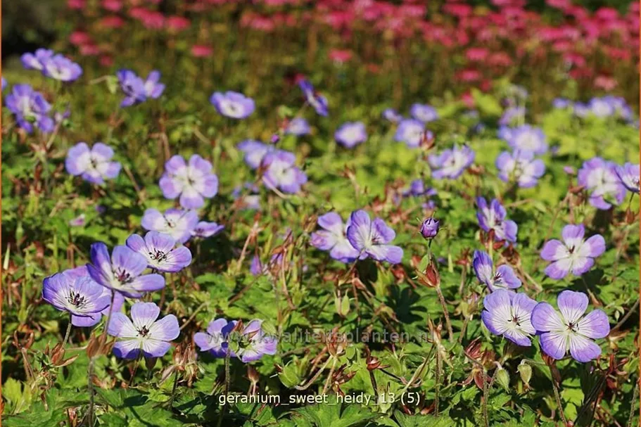 Geranium wallichianum 'Sweet Heidy'®
