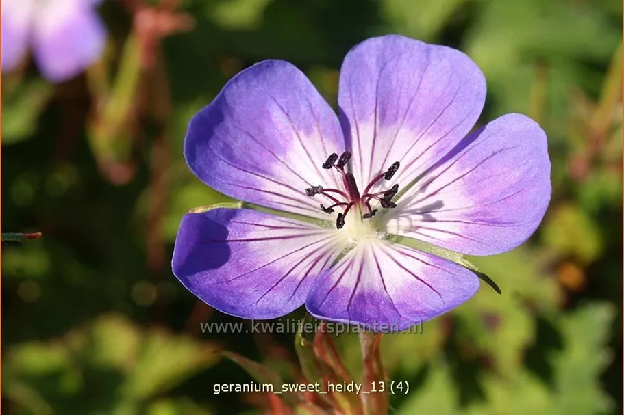 Geranium wallichianum 'Sweet Heidy'®