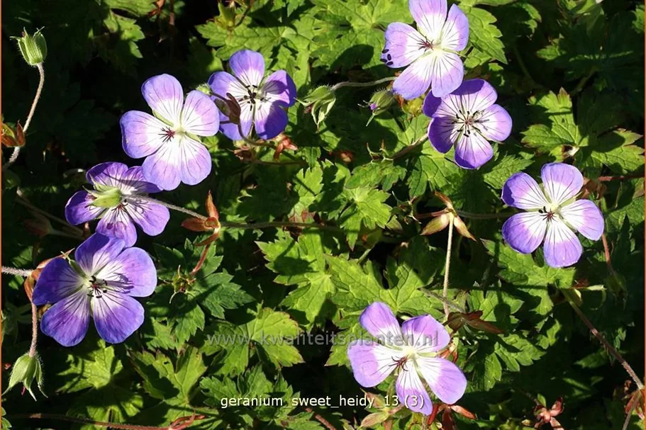 Geranium wallichianum 'Sweet Heidy'®