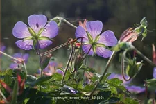 Geranium wallichianum 'Sweet Heidy'®