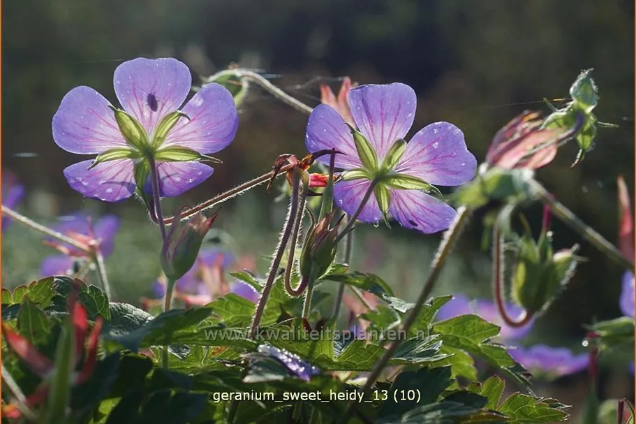 Geranium wallichianum 'Sweet Heidy'®