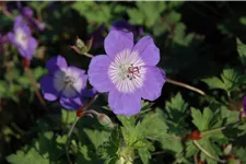 Geranium wallichianum 'Sweet Heidy'®