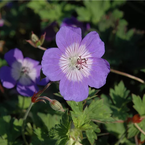 Geranium wallichianum 'Sweet Heidy'®