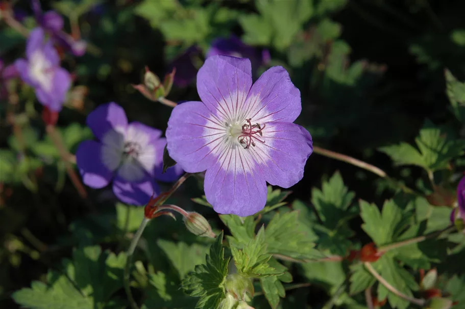 Geranium wallichianum 'Sweet Heidy'®