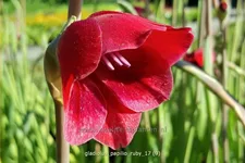 Gladiolus papilio 'Ruby'