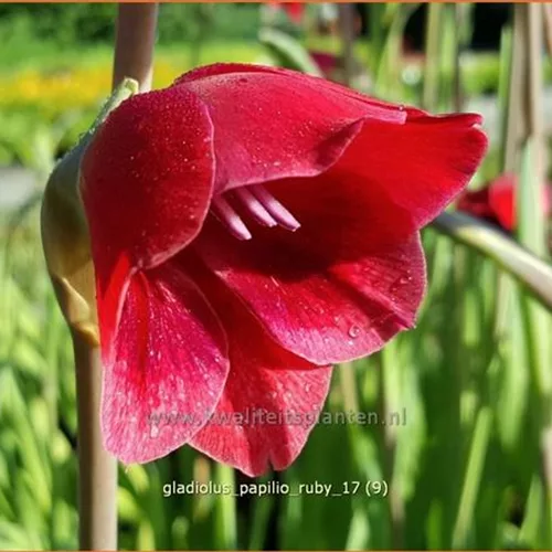 Gladiolus papilio 'Ruby'