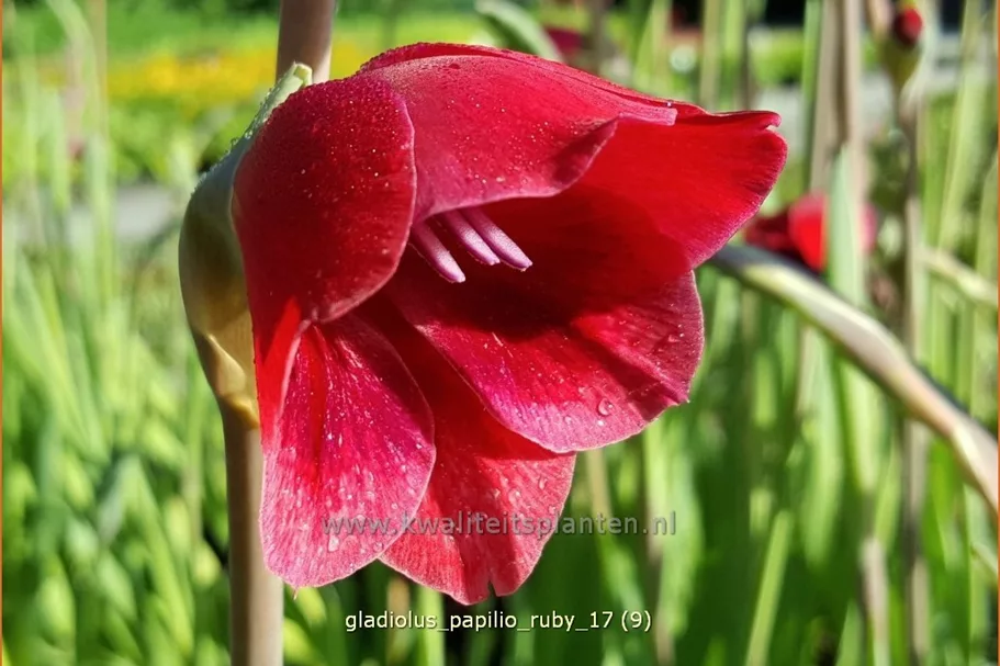 Gladiolus papilio 'Ruby'
