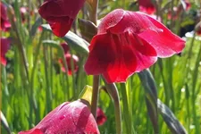Gladiolus papilio 'Ruby'