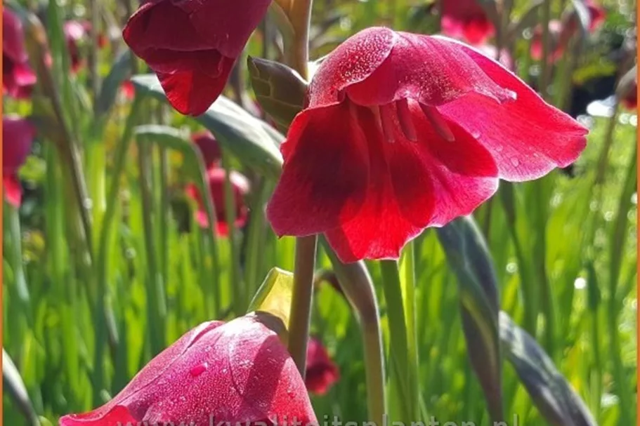Gladiolus papilio 'Ruby'