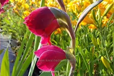 Gladiolus papilio 'Ruby'
