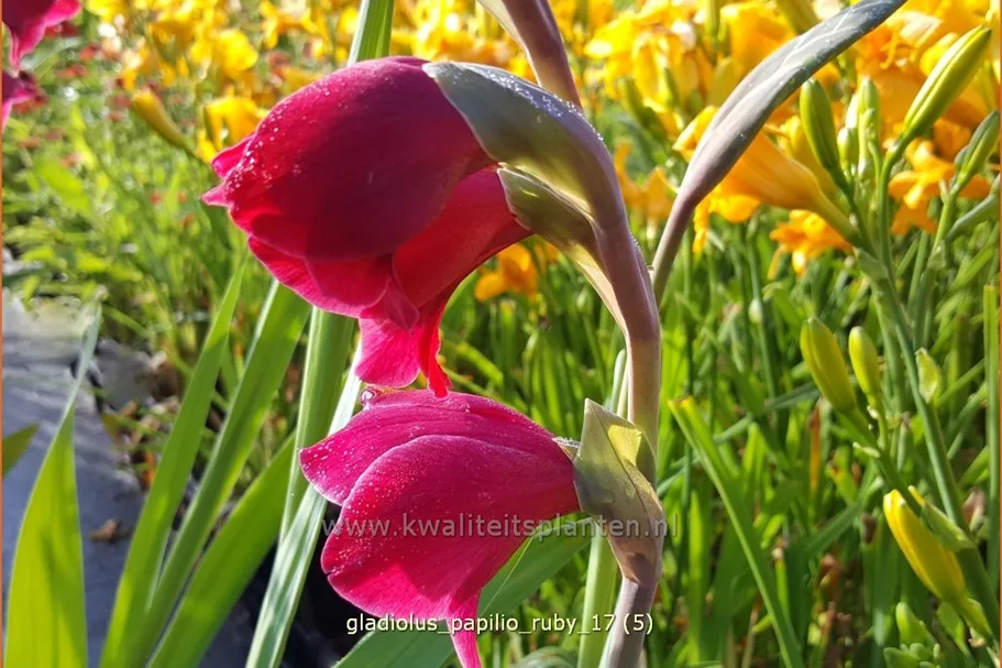 Gladiolus papilio 'Ruby'