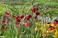 Gladiolus papilio 'Ruby'