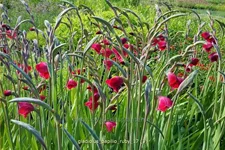 Gladiolus papilio 'Ruby'
