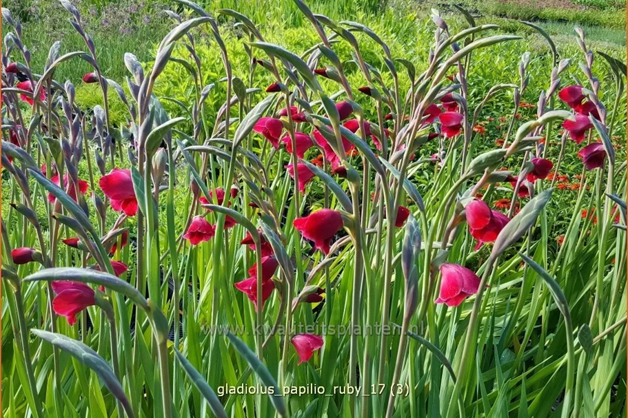 Gladiolus papilio 'Ruby'