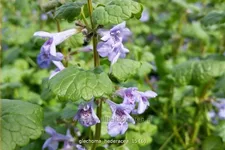 Glechoma hederacea
