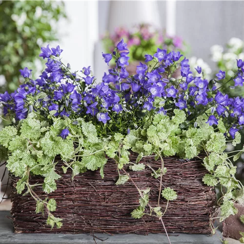 Glechoma hederacea
