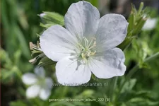 Geranium sylvaticum 'Album'