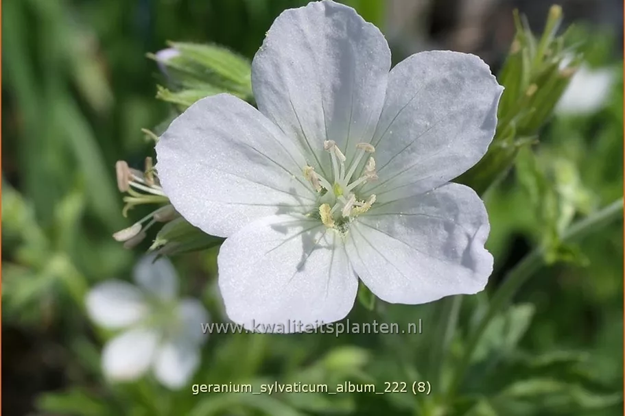 Geranium sylvaticum 'Album'