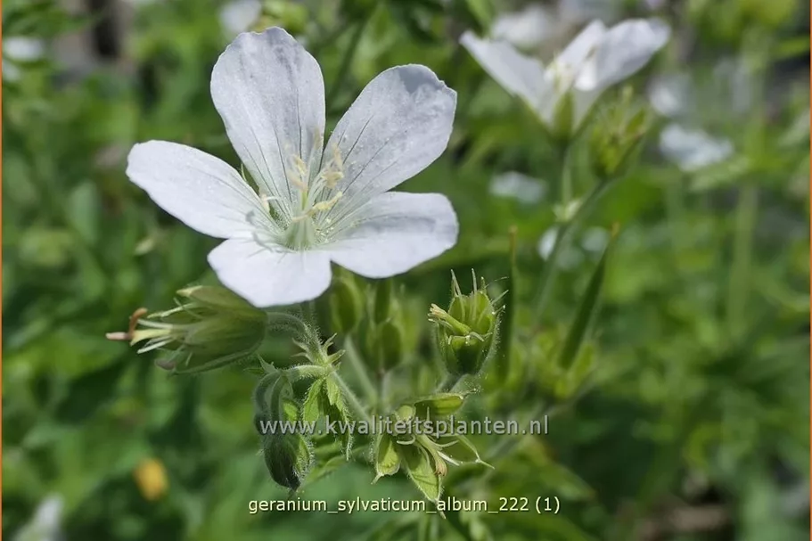 Geranium sylvaticum 'Album'