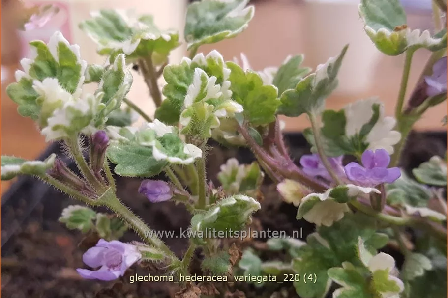 Glechoma hederacea 'Variegata'