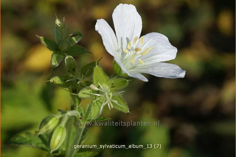 Geranium sylvaticum 'Album'