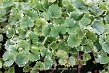Glechoma hederacea 'Variegata'
