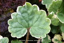 Glechoma hederacea 'Variegata'
