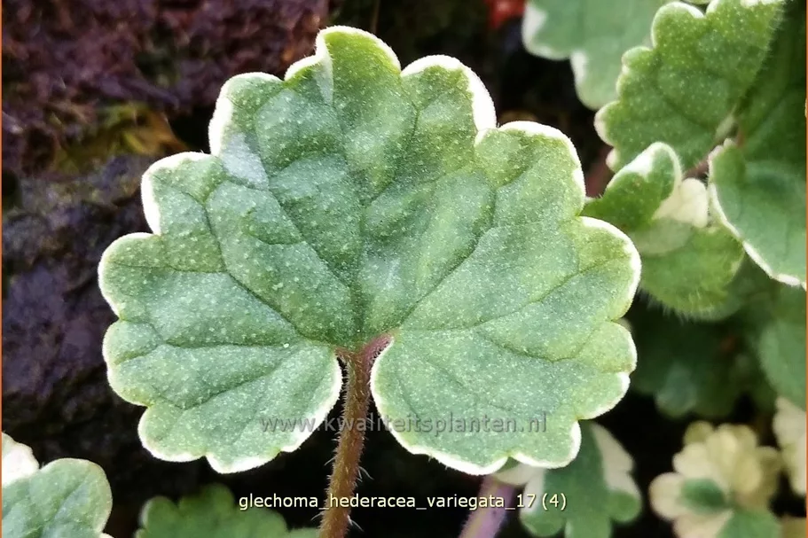 Glechoma hederacea 'Variegata'