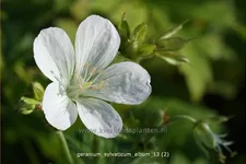 Geranium sylvaticum 'Album'