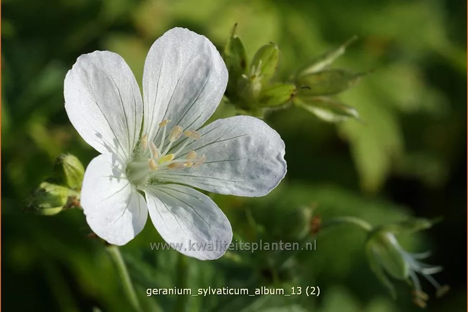 Geranium sylvaticum 'Album'