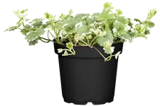 Glechoma hederacea 'Variegata'